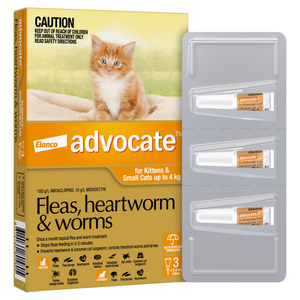 Advocate for kittens and small cats up to 4kg orange